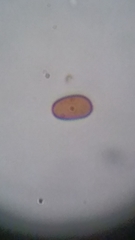 Psathyrella carinthiaca