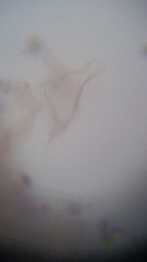 Psathyrella carinthiaca