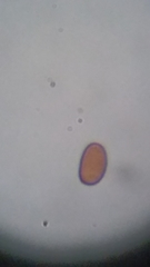 Psathyrella carinthiaca