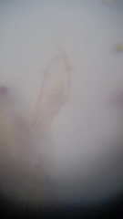 Psathyrella carinthiaca