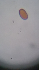 Psathyrella carinthiaca