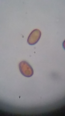 Psathyrella carinthiaca