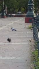 Columba livia