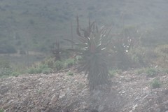 Aloe ferox
