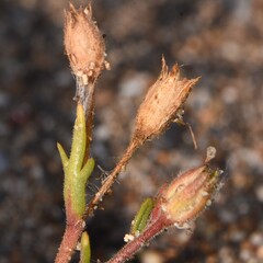 Gilia millefoliata, photograph (c) Gabriel Campbell-Martinez, some rights reserved (CC BY)