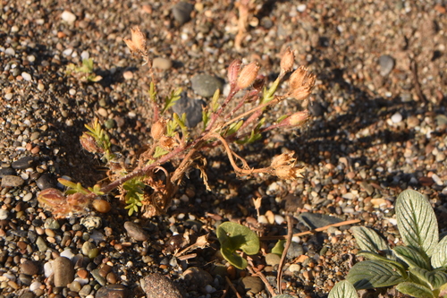 dark-eyed gilia (Gilia millefoliata)