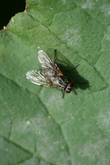 Phaonia valida