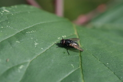 Hydrotaea dentipes