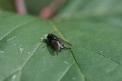 Hydrotaea dentipes