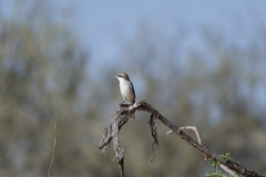 Lanius phoenicuroides
