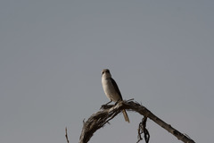 Lanius phoenicuroides