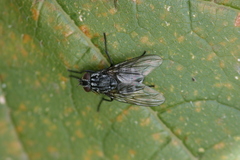 Polietes lardarius