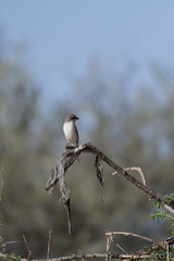 Lanius phoenicuroides