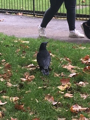 Corvus corone