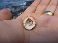 Trochus intextus