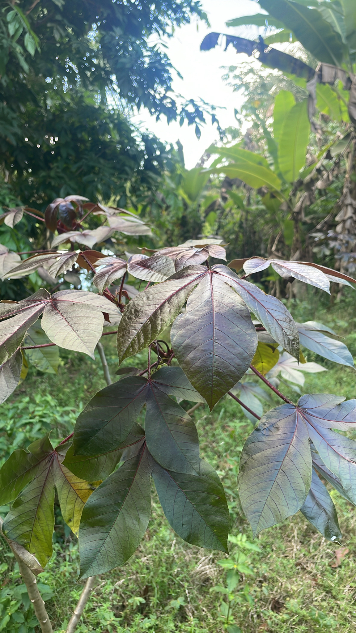 Jatropha gossypiifolia