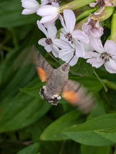 Macroglossum stellatarum