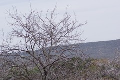 Vachellia karroo