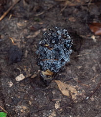 Bdallophytum americanum