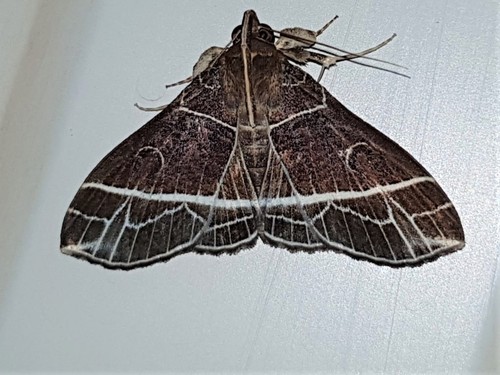 Rejectaria niciasalis