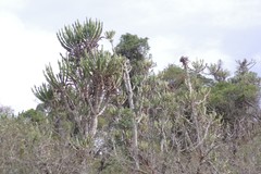 Euphorbia triangularis