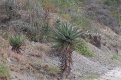 Aloe ferox