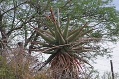 Aloe ferox