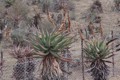 Aloe ferox