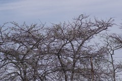 Vachellia karroo