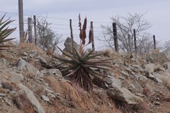 Aloe ferox
