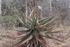 Aloe ferox