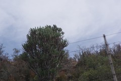 Euphorbia triangularis