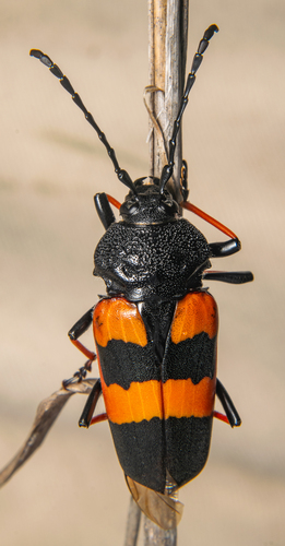 Megaderus bifasciatus