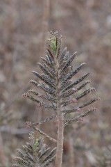 Kalanchoe delagoensis