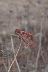 Kalanchoe delagoensis