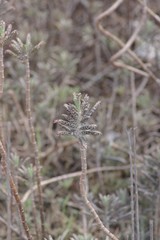 Kalanchoe delagoensis
