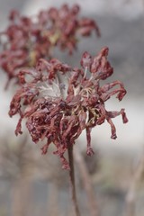 Kalanchoe delagoensis