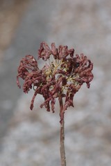 Kalanchoe delagoensis
