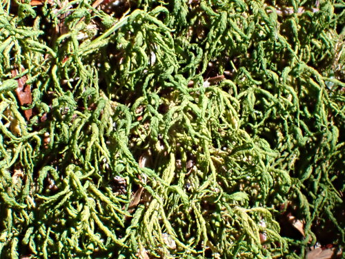 Tree-Skirt Moss