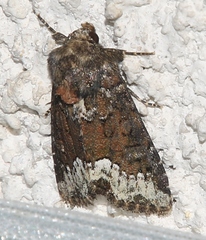 Oligia