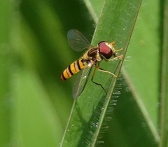 Episyrphus viridaureus