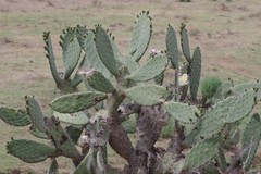 Opuntia ficus-indica