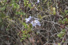 Plumbago auriculata