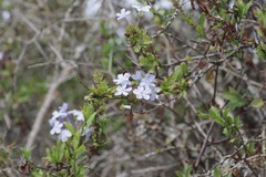 Plumbago auriculata