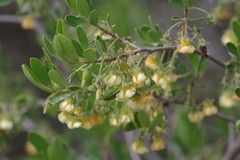 Diospyros