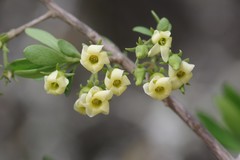 Diospyros