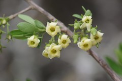 Diospyros