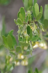 Diospyros