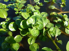 Ludwigia hexapetala