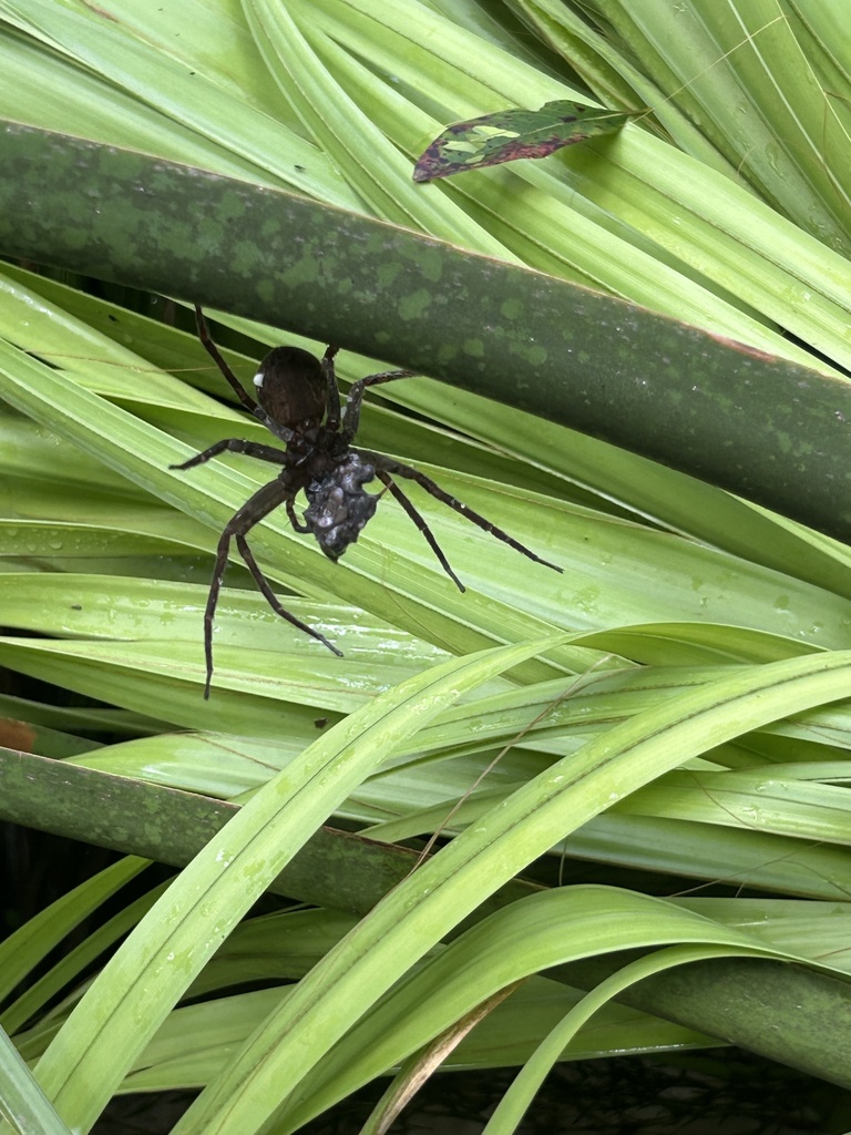 Okefenokee Fishing Spider